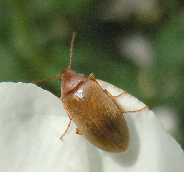 Da identificare: Isomira sp., Alleculidae/Tenebrionidae